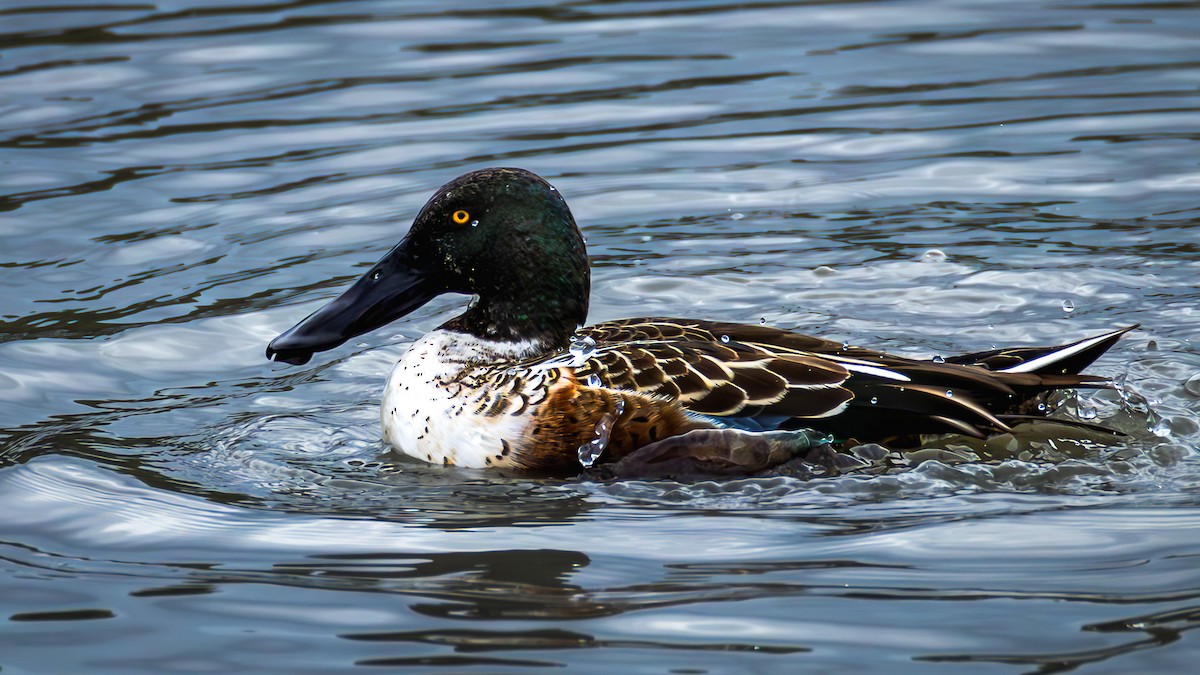 Northern Shoveler - ML646585238
