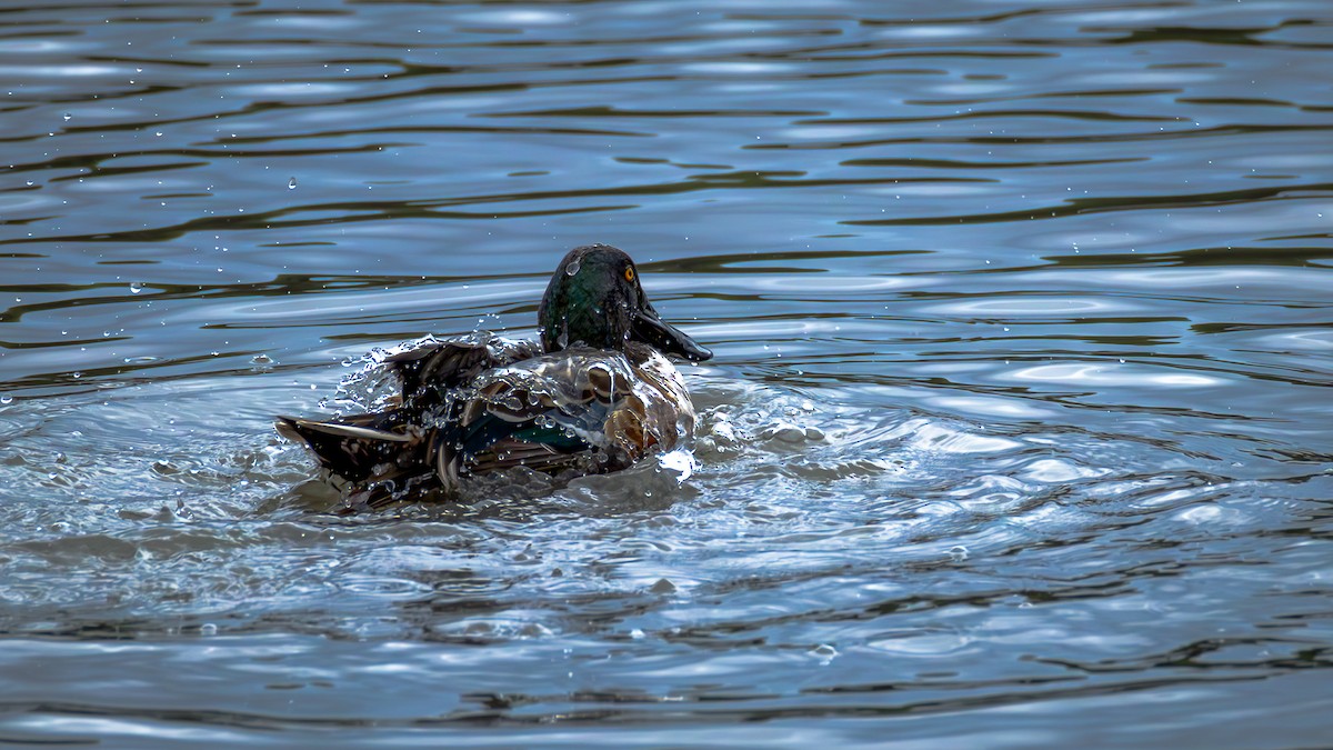 Northern Shoveler - ML646585240