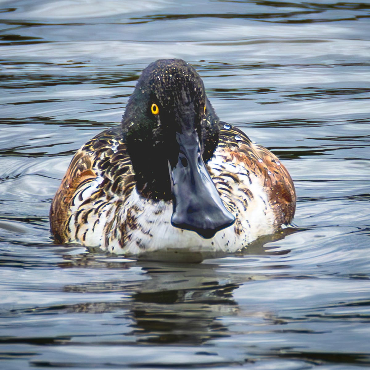 Northern Shoveler - ML646585242