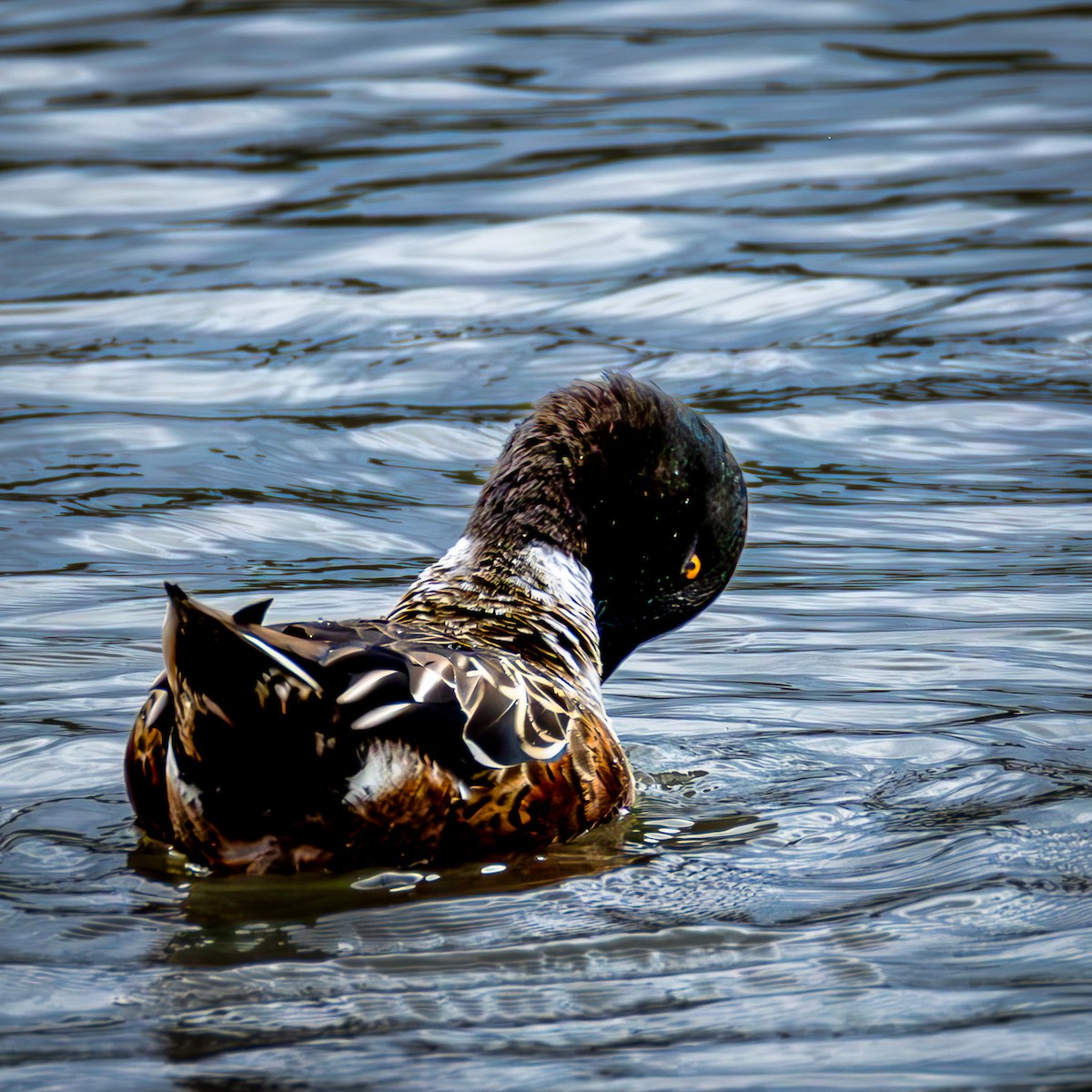 Northern Shoveler - ML646585244