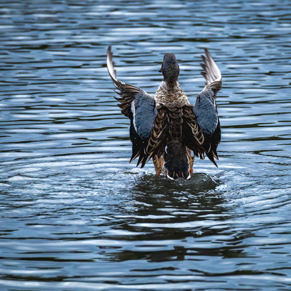Northern Shoveler - ML646585245