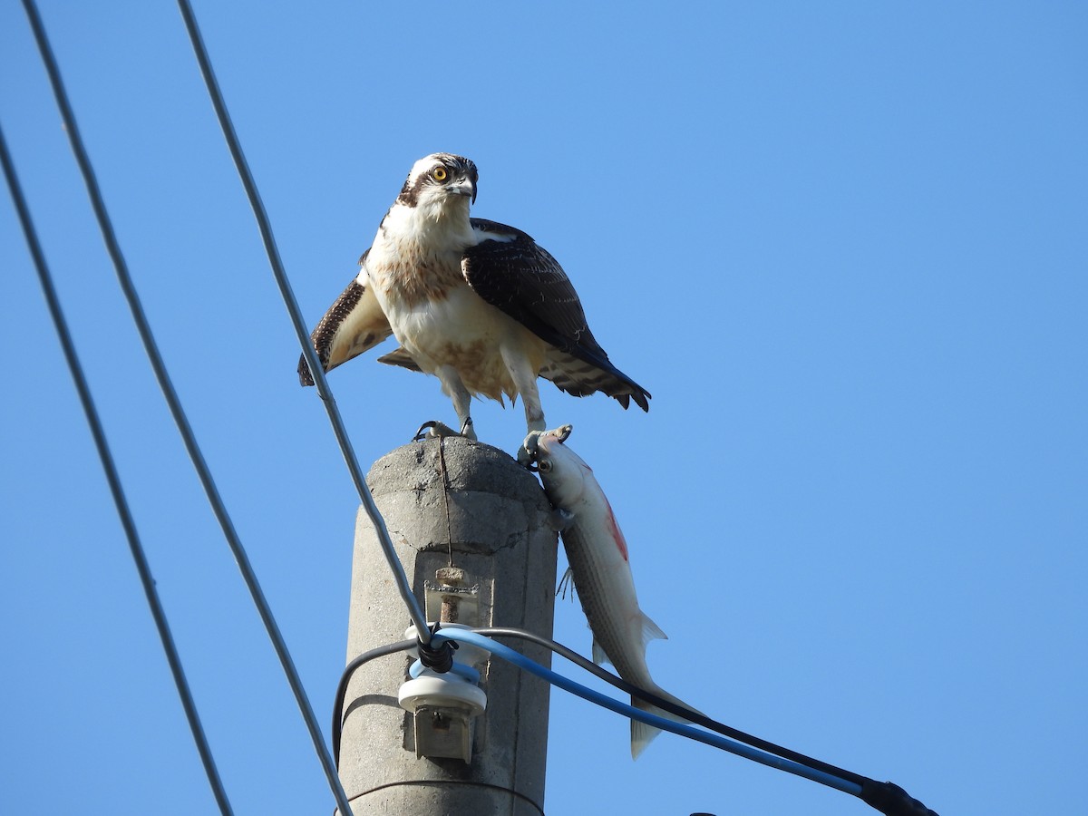 Osprey - ML646585246