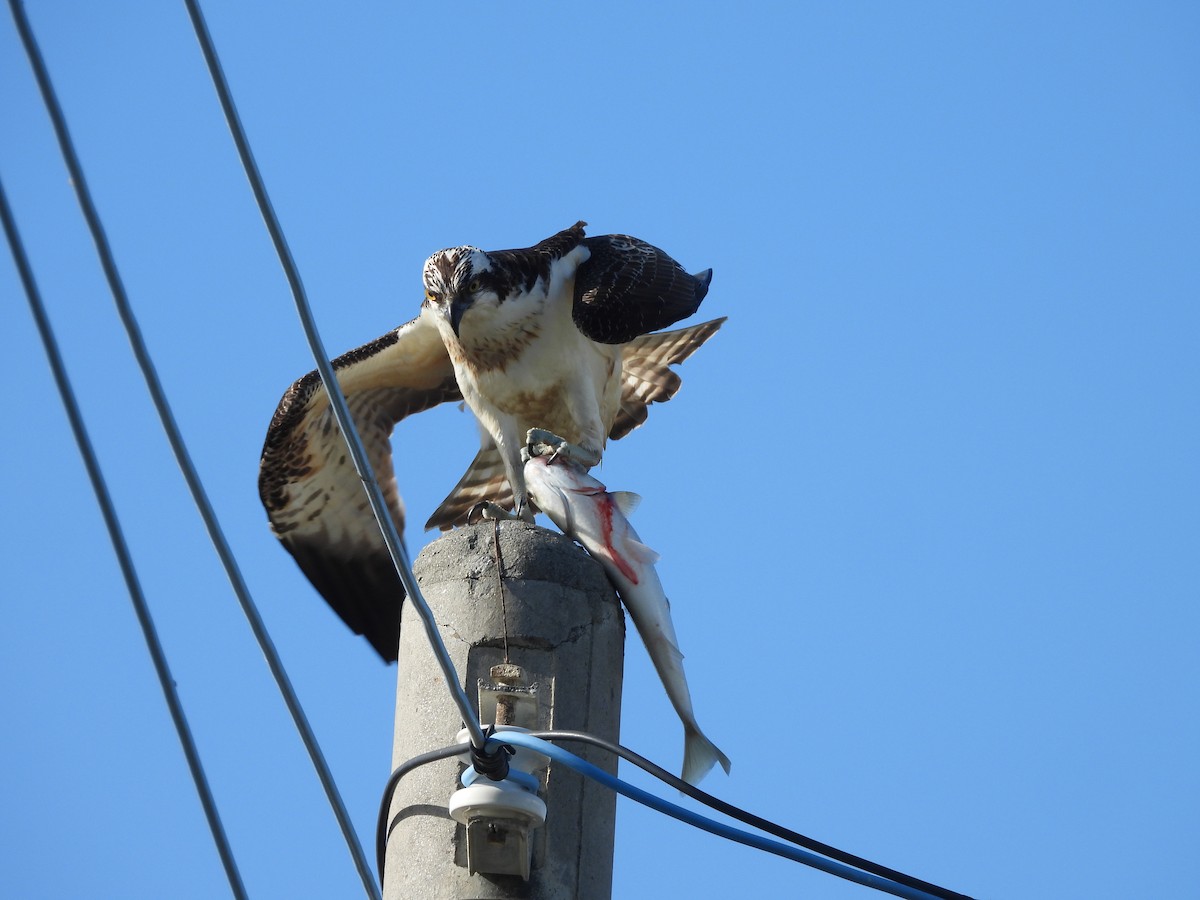 Osprey - ML646585247