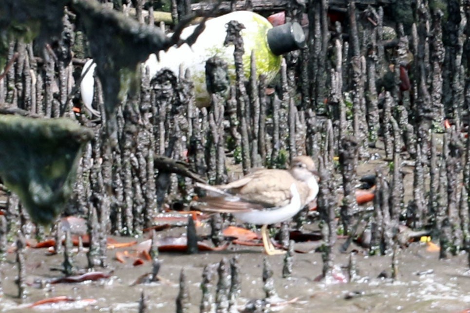 Drosseluferläufer - ML646585248