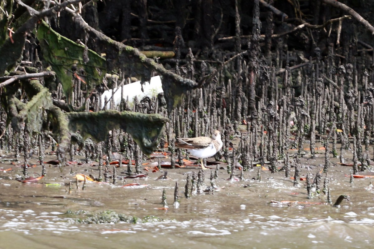 Drosseluferläufer - ML646585250