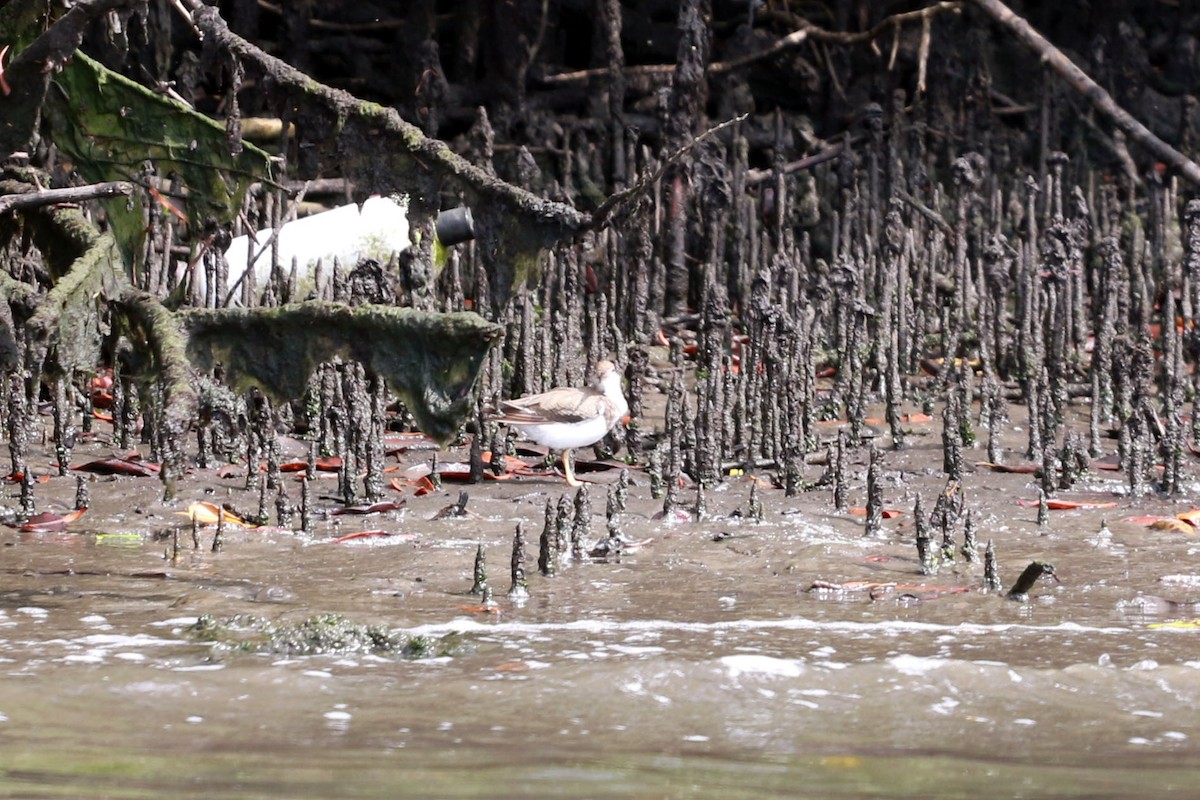 Drosseluferläufer - ML646585251