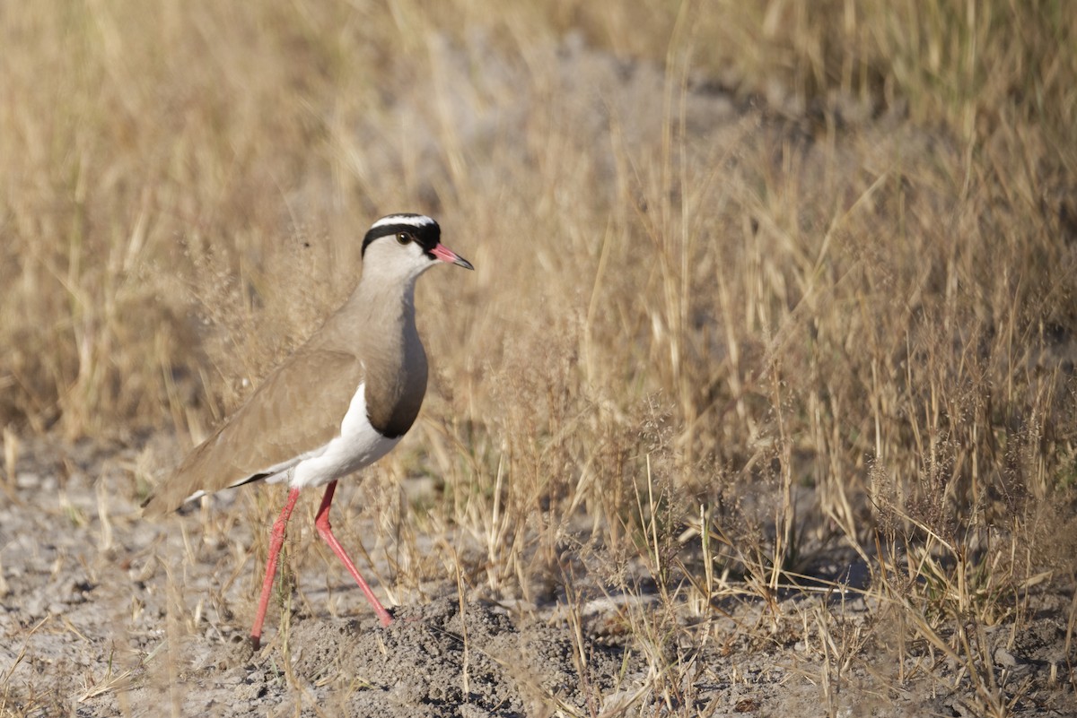 Crowned Lapwing - ML646585252
