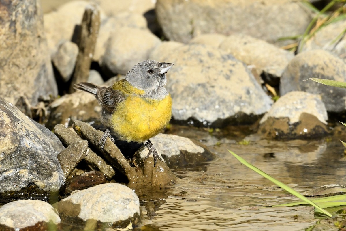 Gray-hooded Sierra Finch - ML646585255