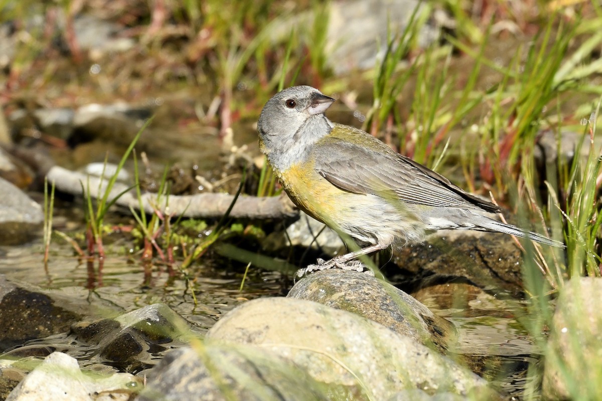 Gray-hooded Sierra Finch - ML646585256