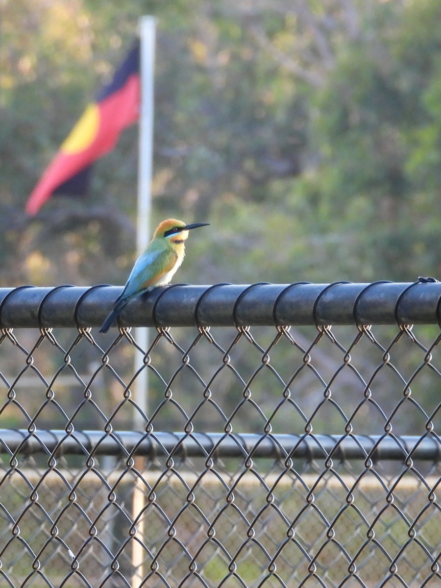 Regenbogenspint - ML646585257