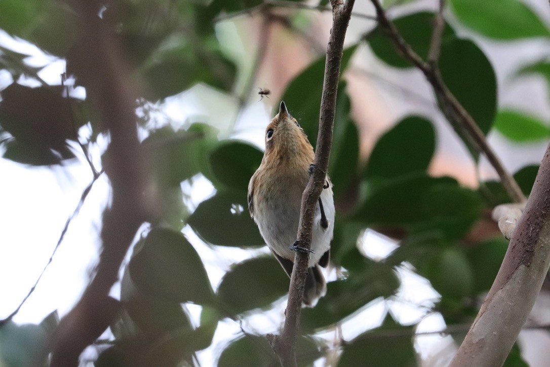Oahu Elepaio - ML646585258