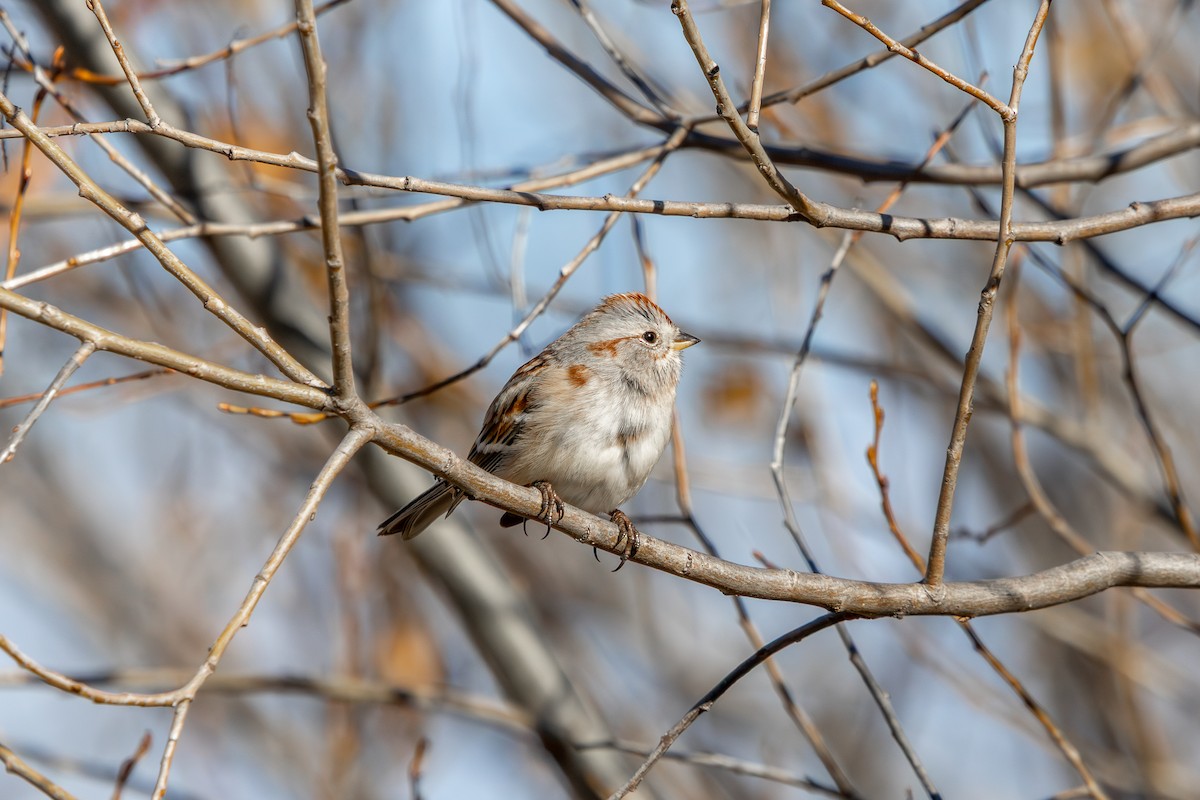 American Tree Sparrow - ML646585259