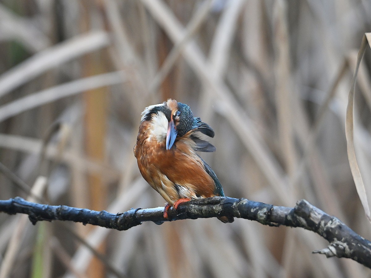 Common Kingfisher - ML646585260