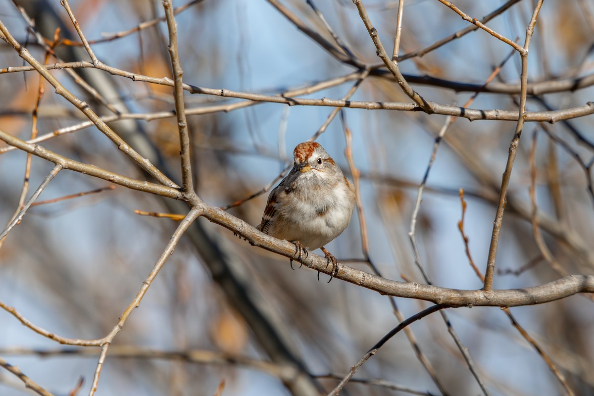 American Tree Sparrow - ML646585261