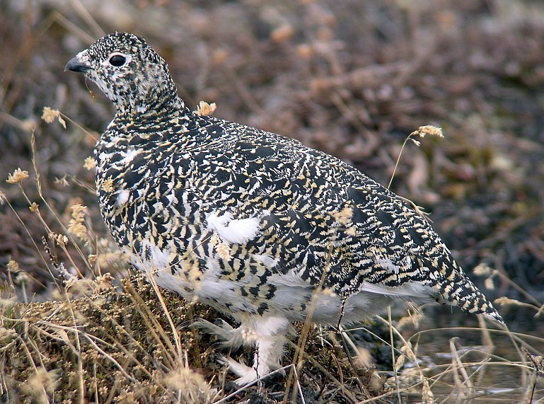 White-tailed Ptarmigan - ML646585265