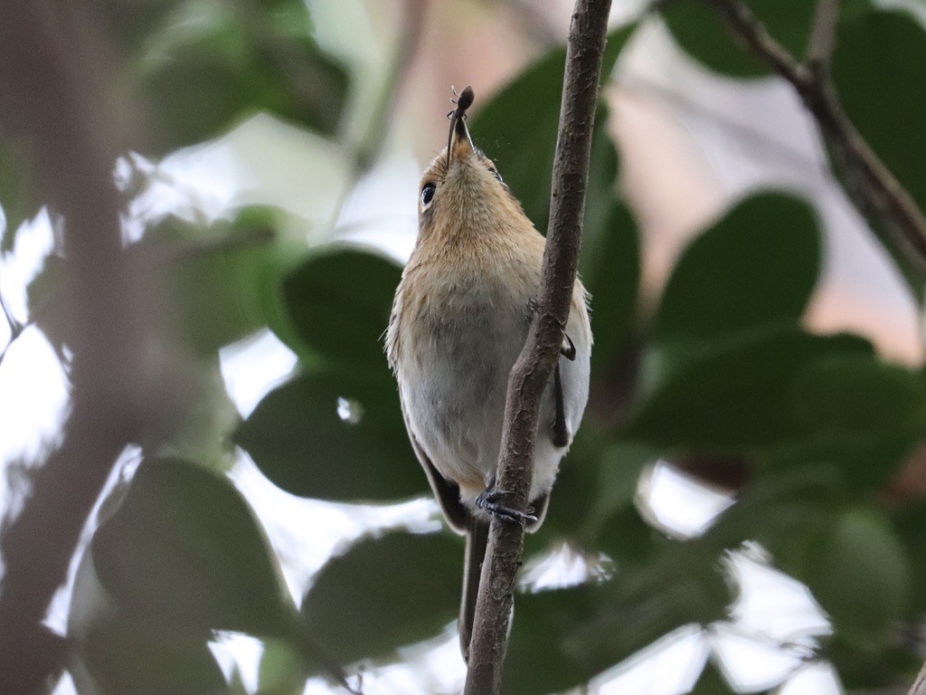 Oahu Elepaio - ML646585266