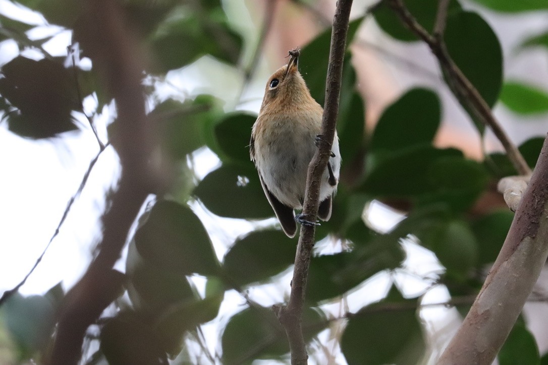 Oahu Elepaio - ML646585267