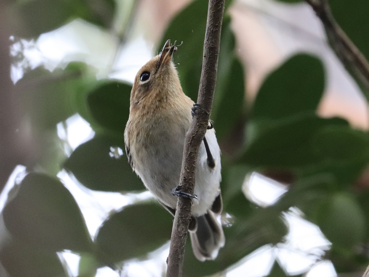 Oahu Elepaio - ML646585269