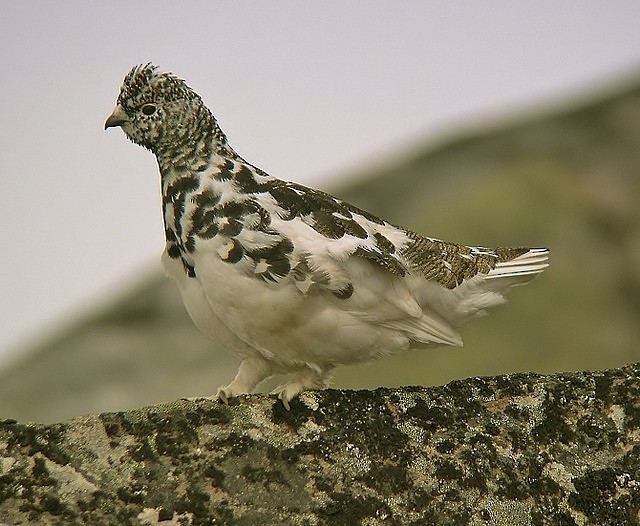 White-tailed Ptarmigan - ML646585271