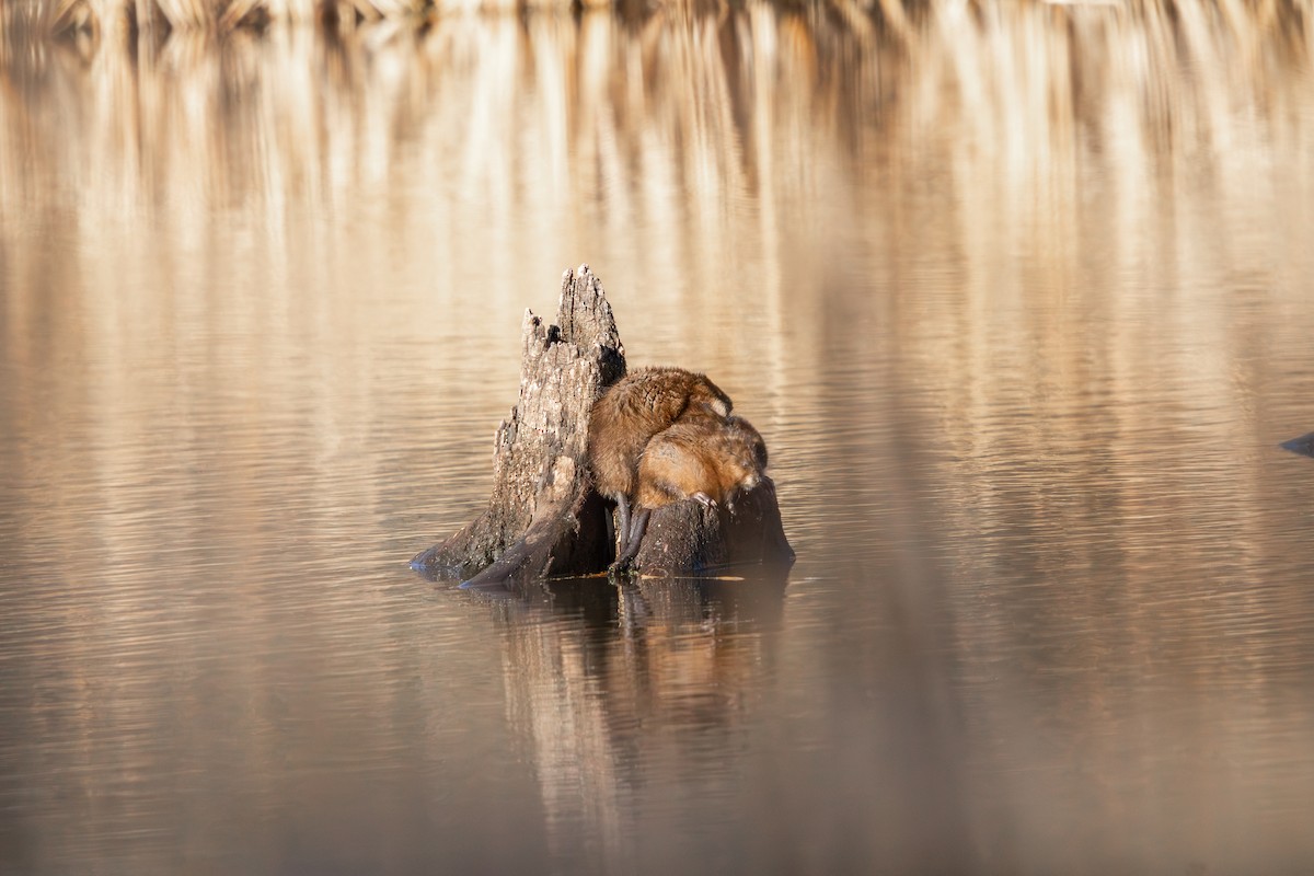 Animals - ML646585272