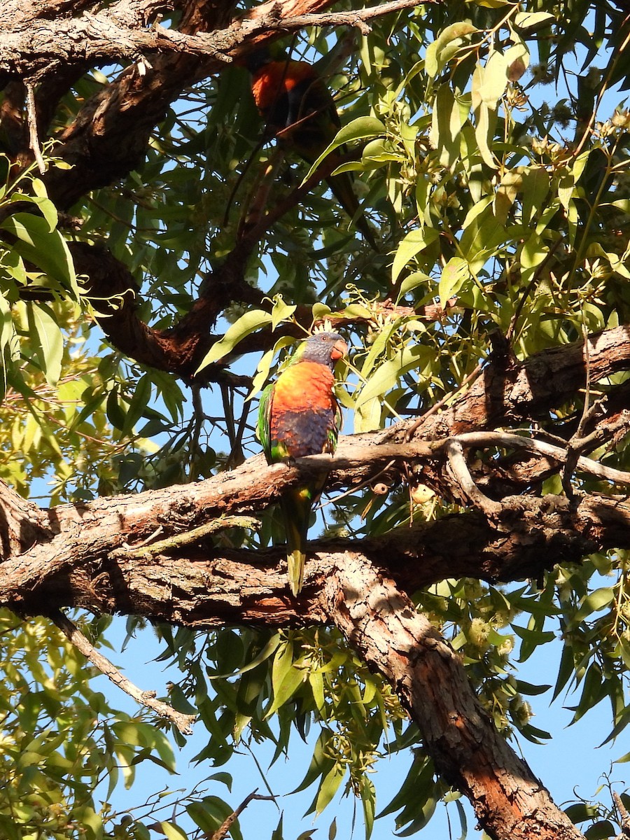 Regenbogenlori - ML646585273