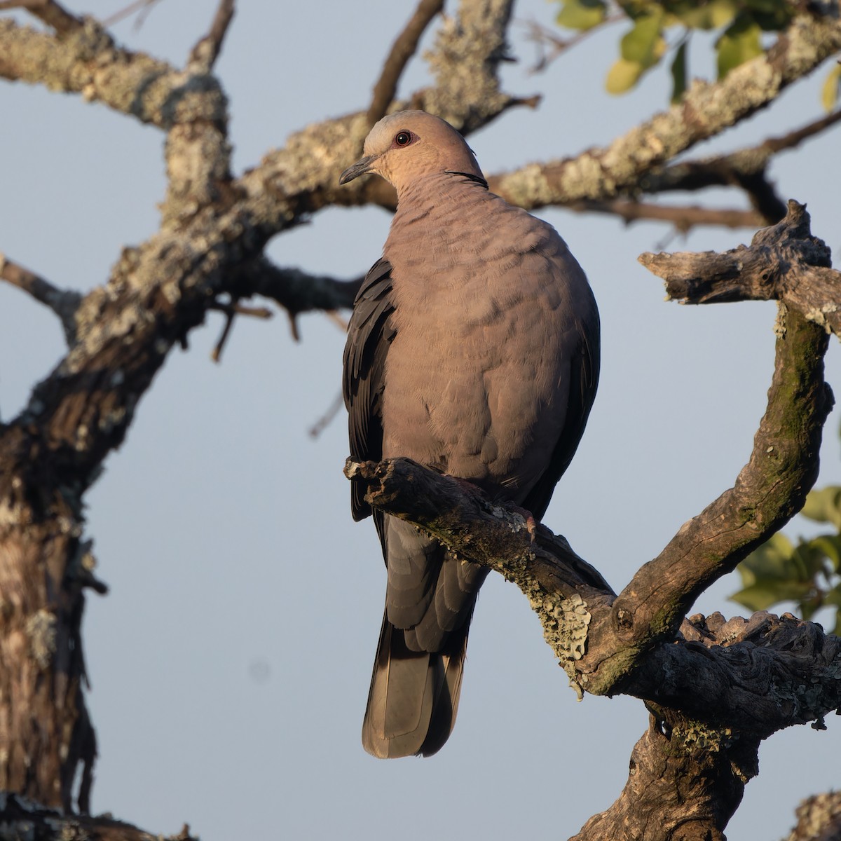 Red-eyed Dove - ML646585274