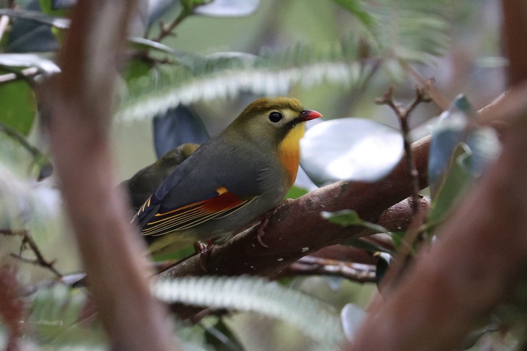 mesie čínská - ML646585276