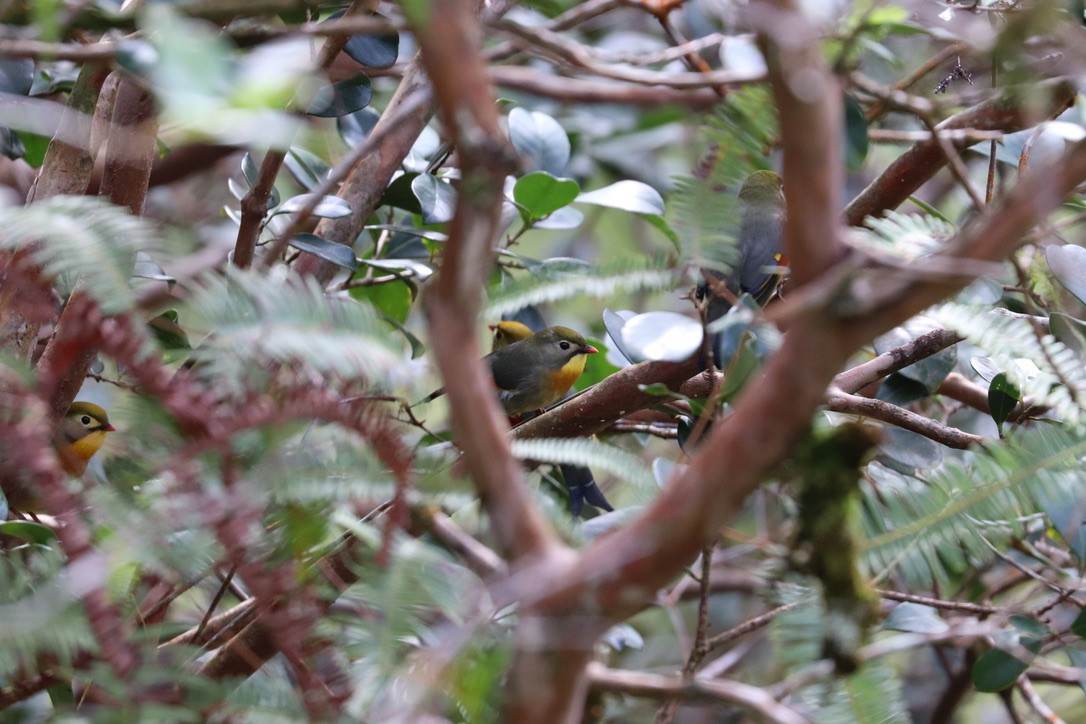 mesie čínská - ML646585277