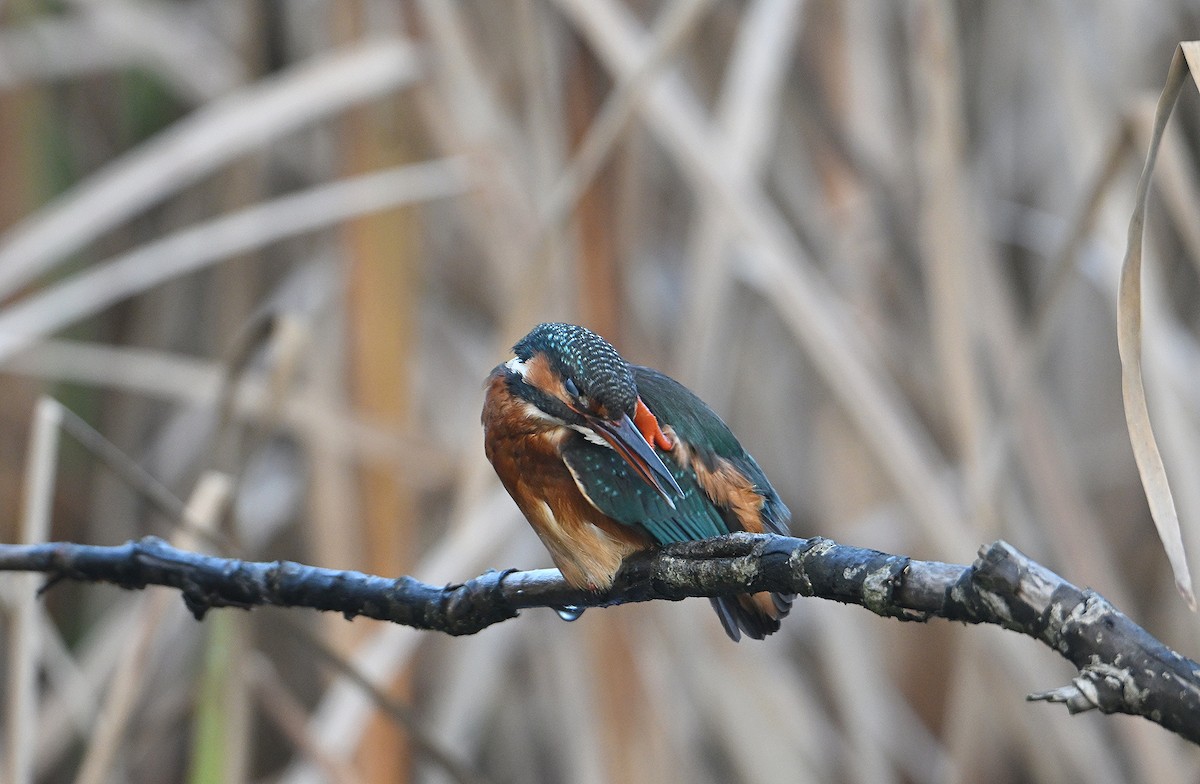 Common Kingfisher - ML646585279