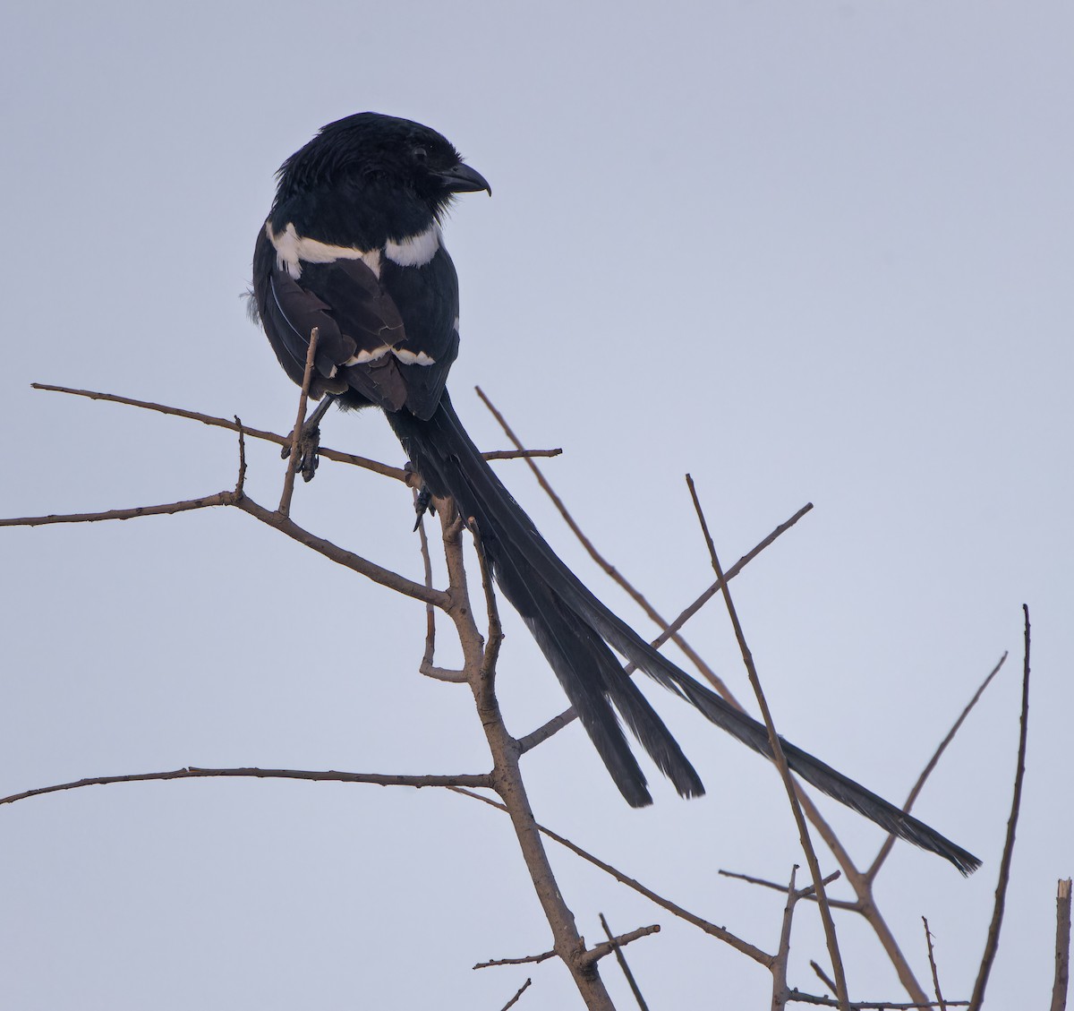 Magpie Shrike - ML646585285