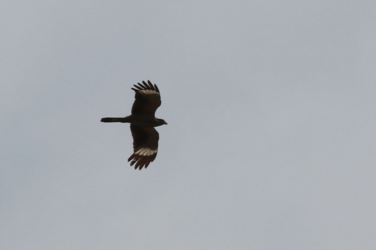 Wanderfalke - ML646585296