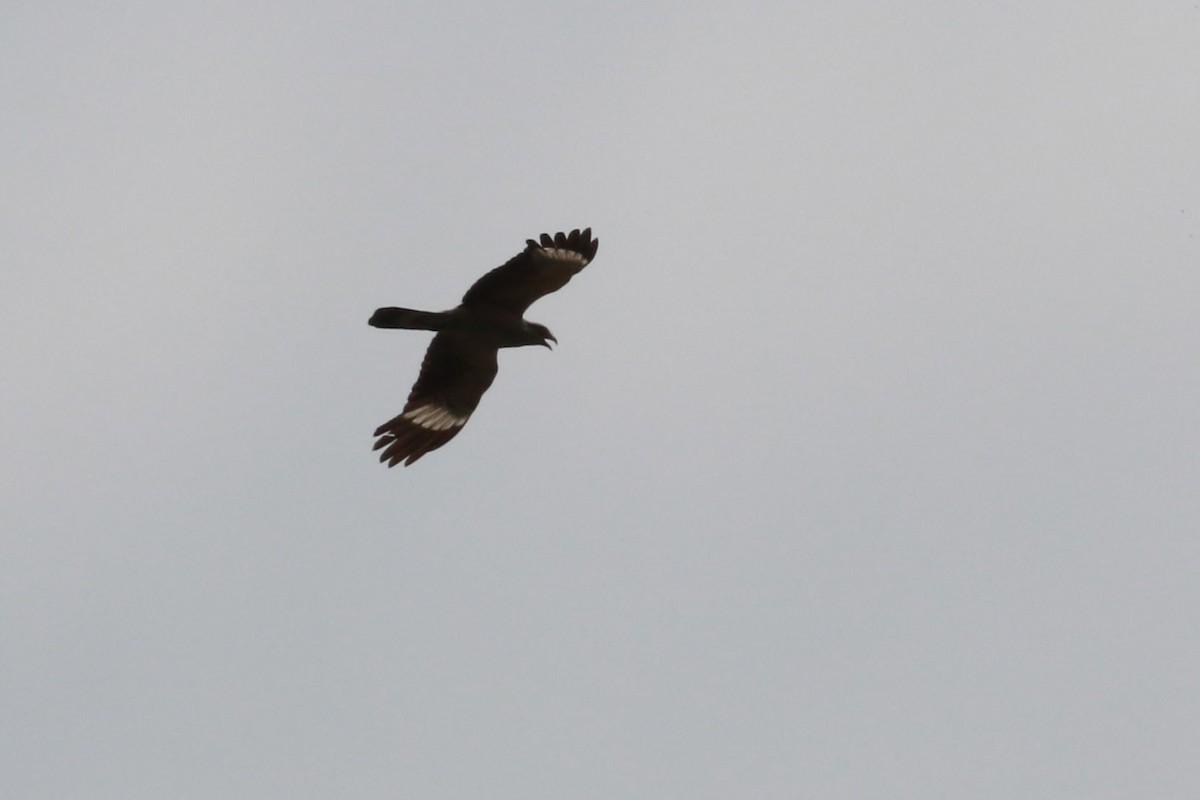 Wanderfalke - ML646585297