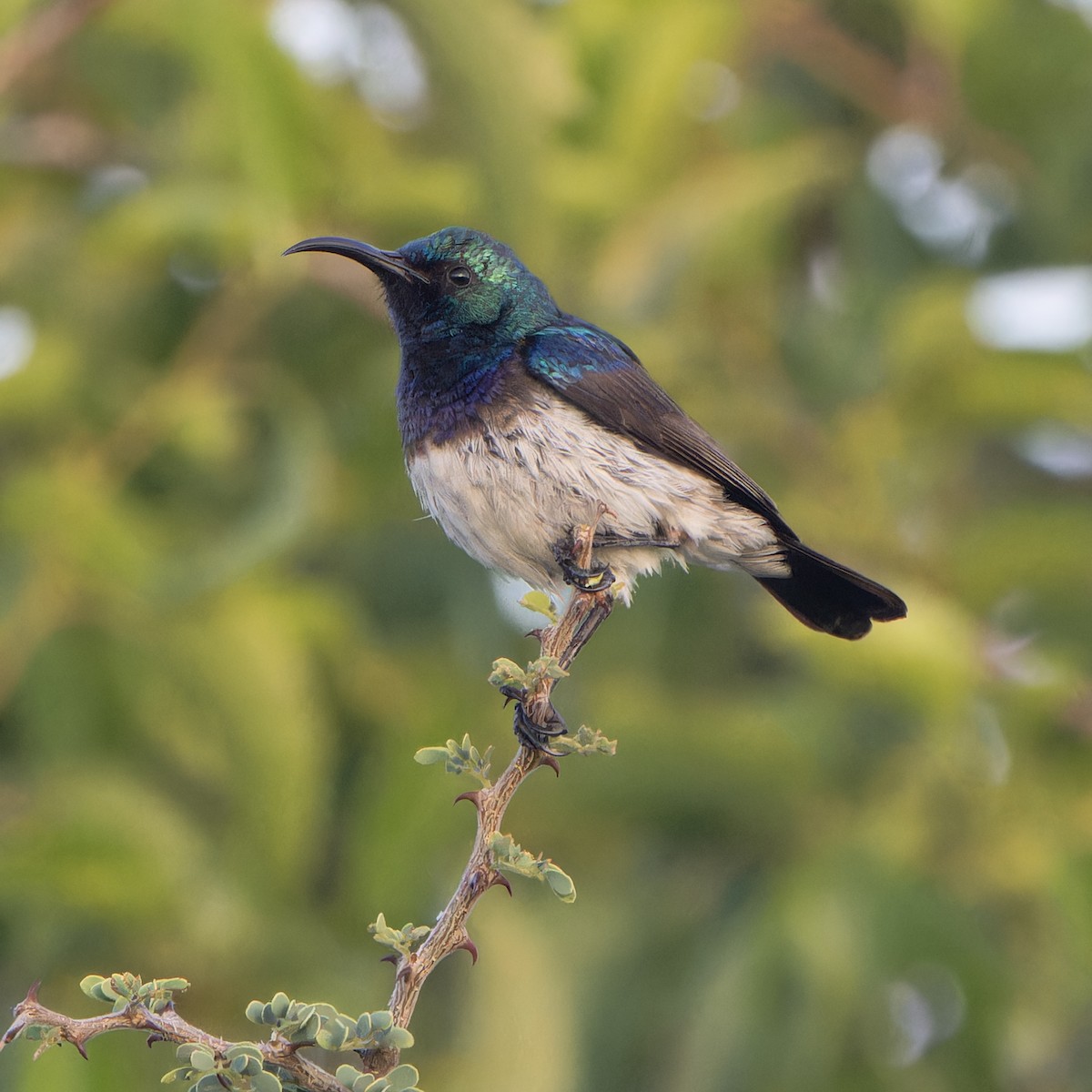 White-bellied Sunbird - ML646585302
