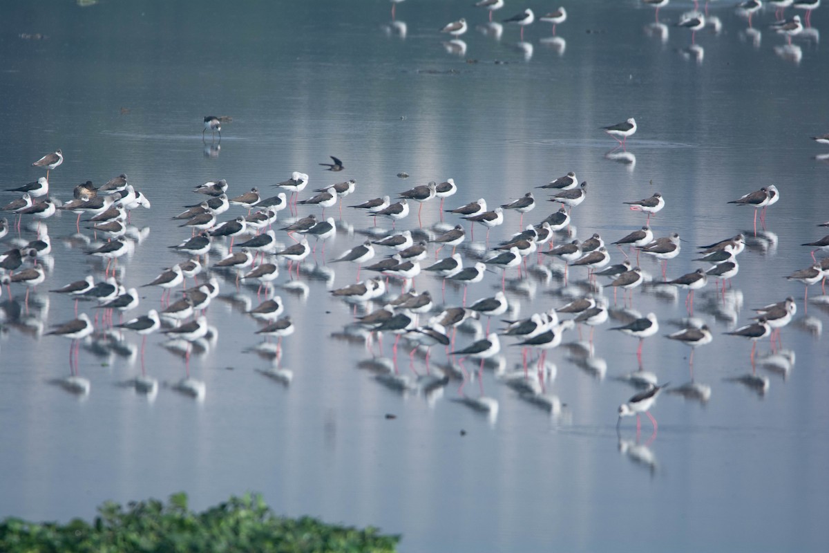 Zankaluze eurasiarra - ML646585307