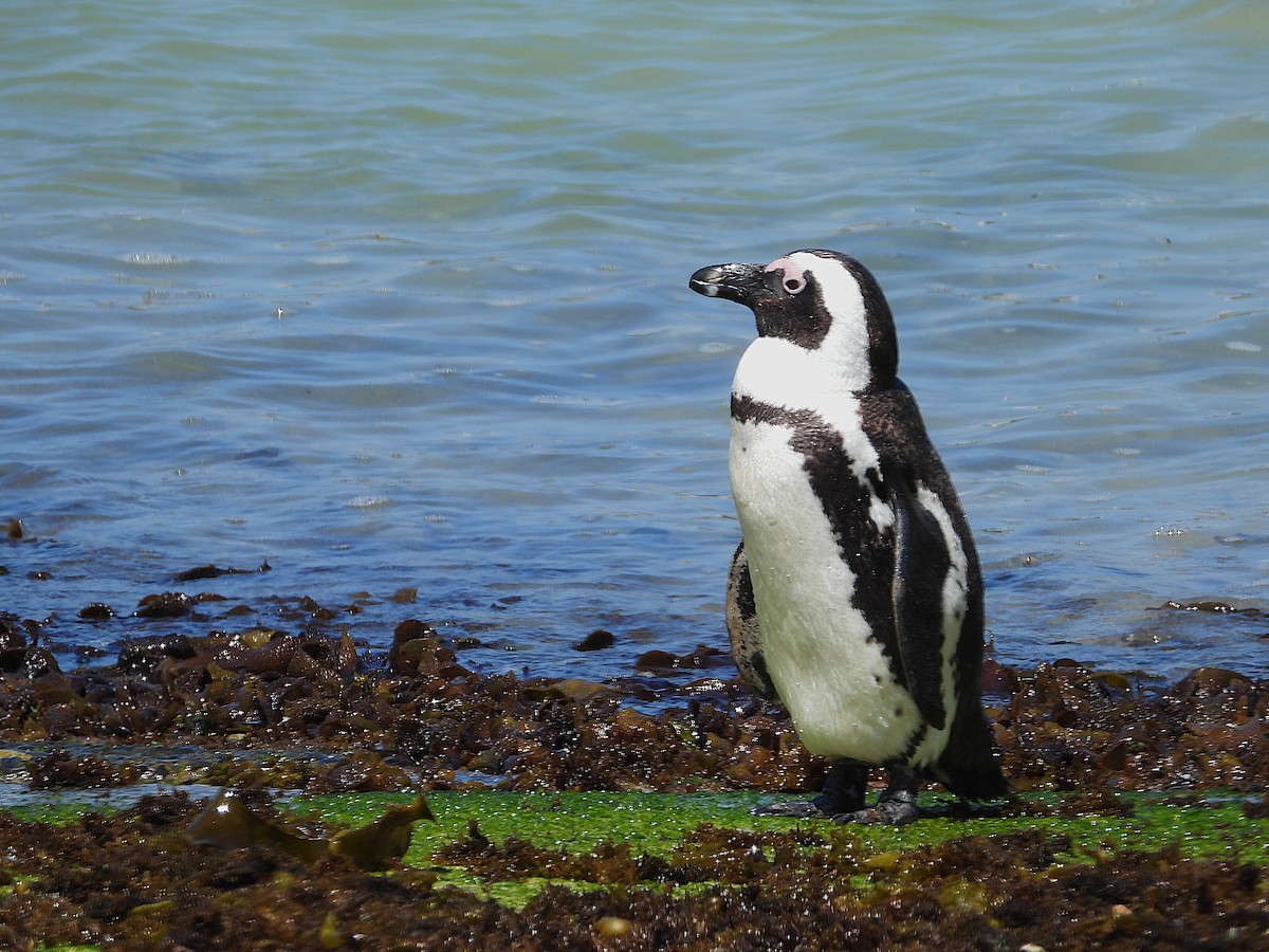 Kap Pengueni - ML646585308