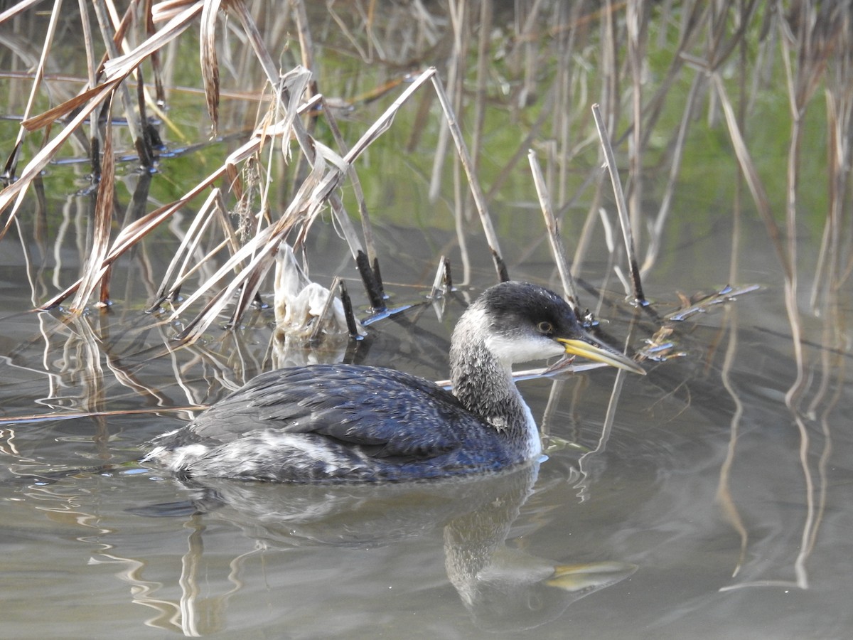 Red-necked Grebe - ML646585309