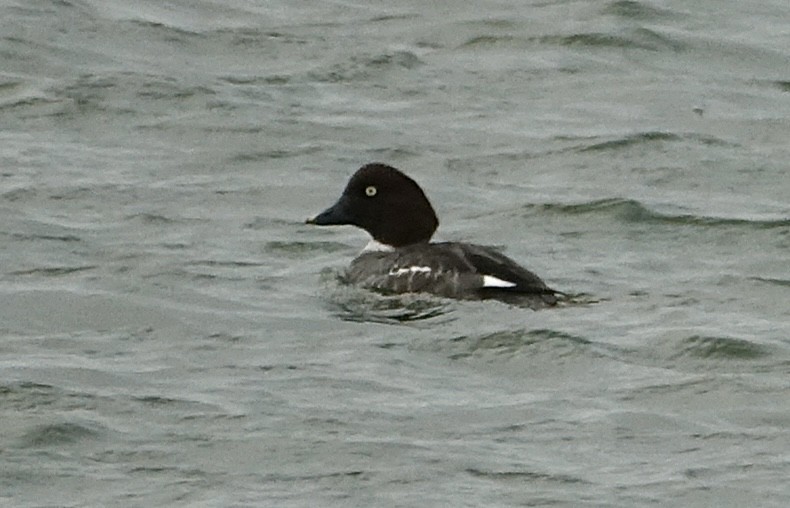 Murgilari urrebegia - ML646585310