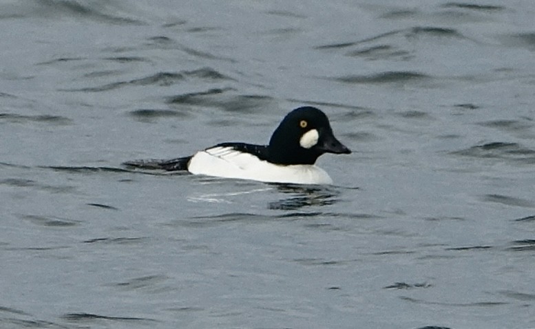 Murgilari urrebegia - ML646585312