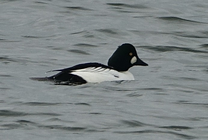 Murgilari urrebegia - ML646585313