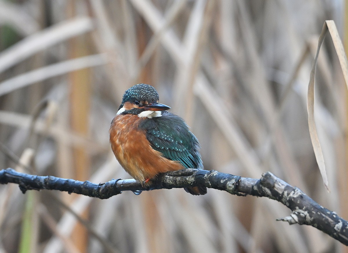 Common Kingfisher - ML646585315