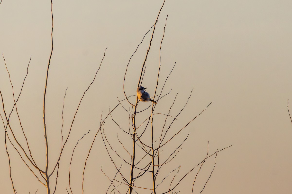 Northern Shrike - ML646585316