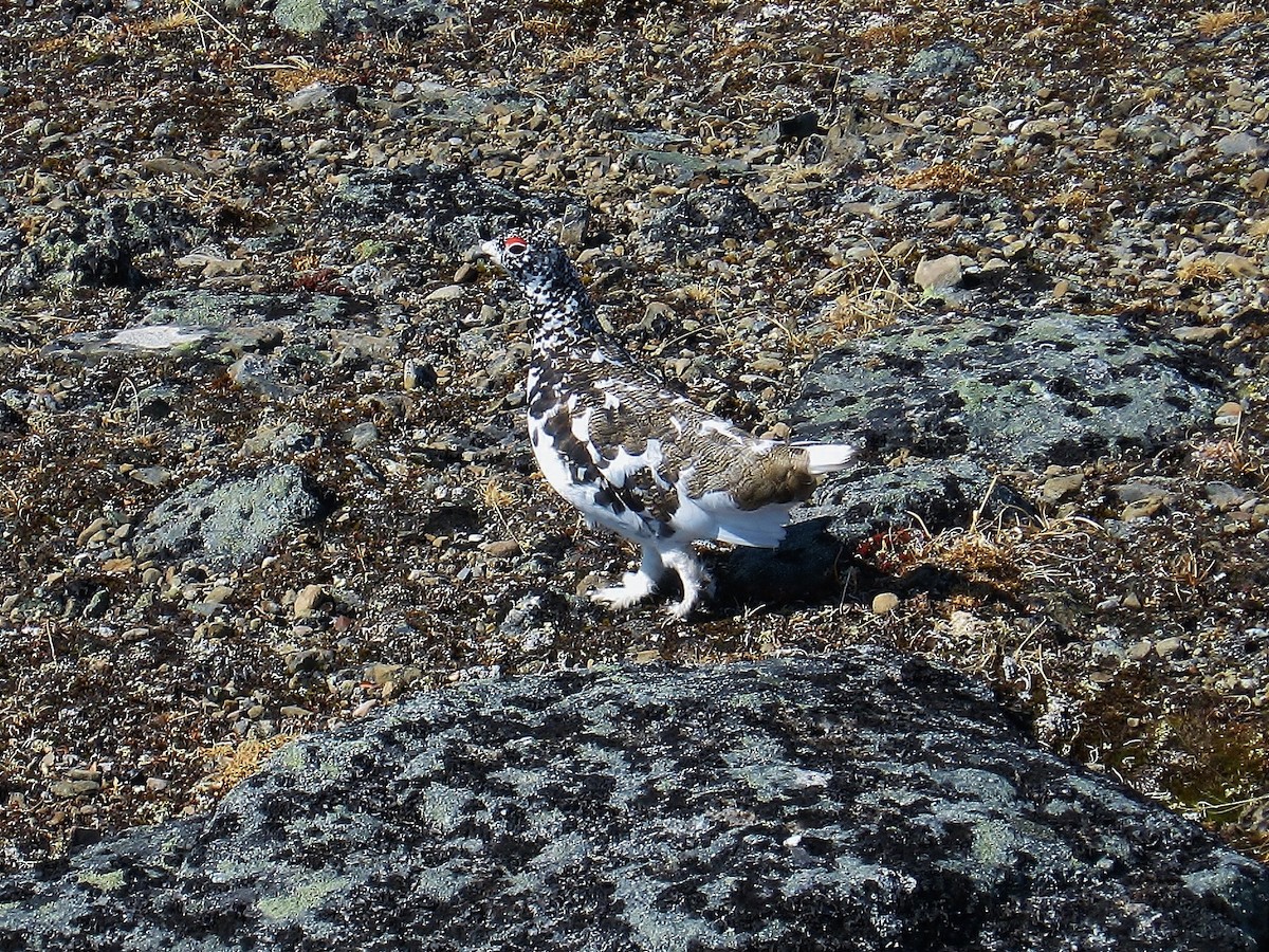 White-tailed Ptarmigan - ML646585323