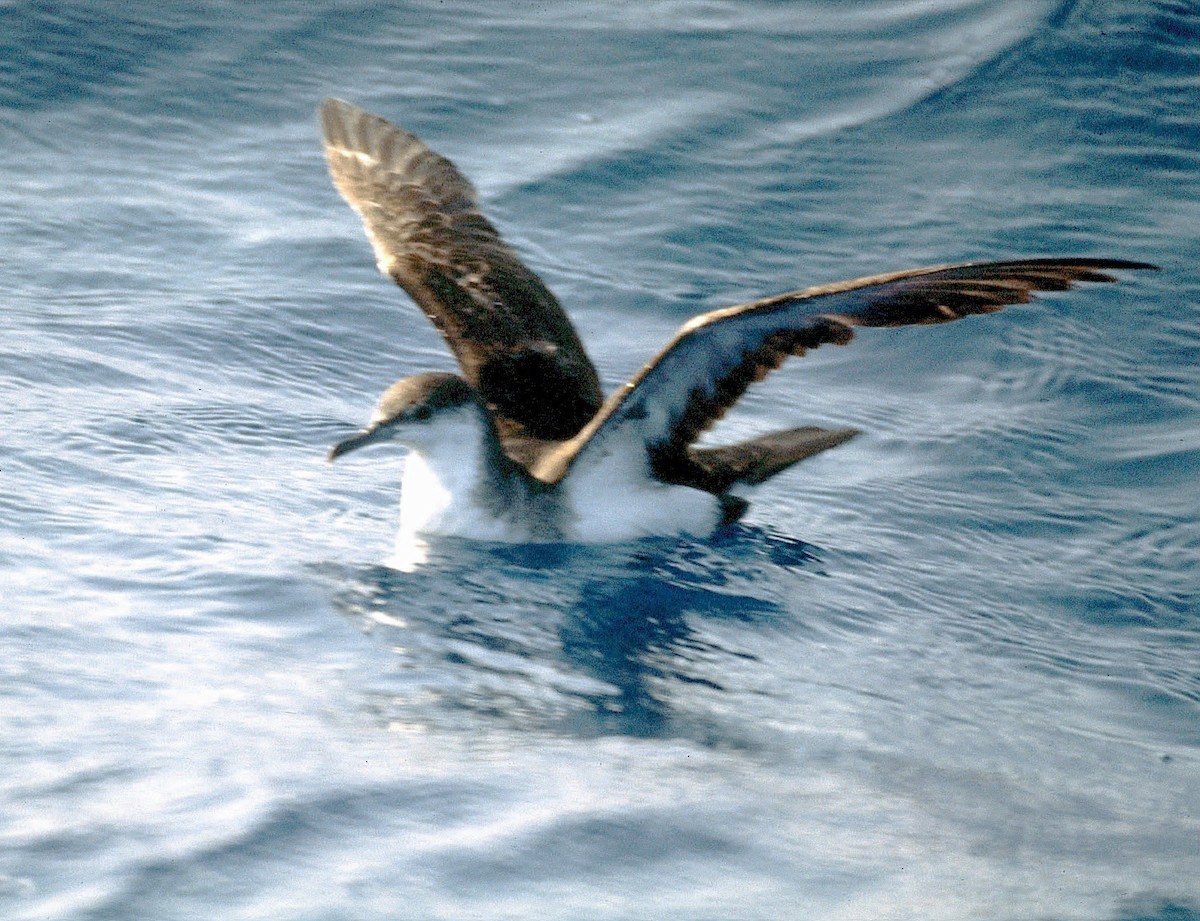 Темноспинный буревестник - ML646585330