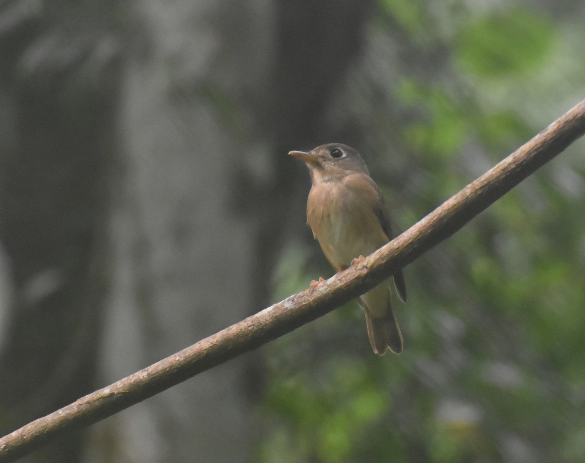 Gobemouche muttui - ML646585332