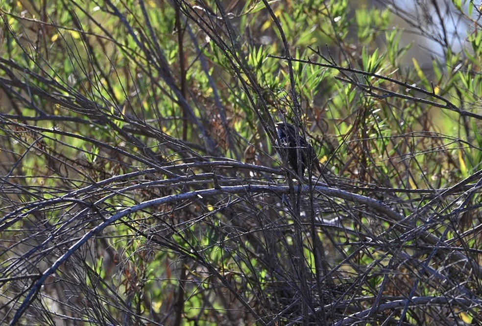 Дрізд-короткодзьоб плямистоволий - ML646585333