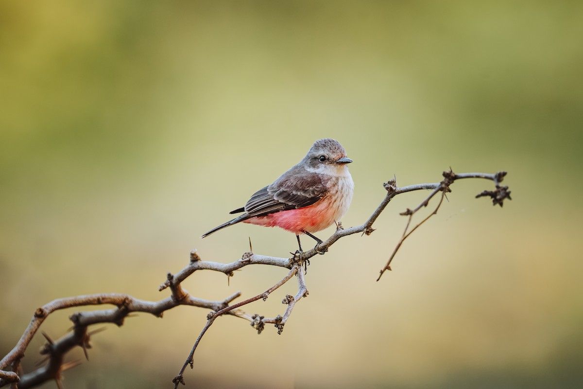 Vermilion Flycatcher - ML646585334