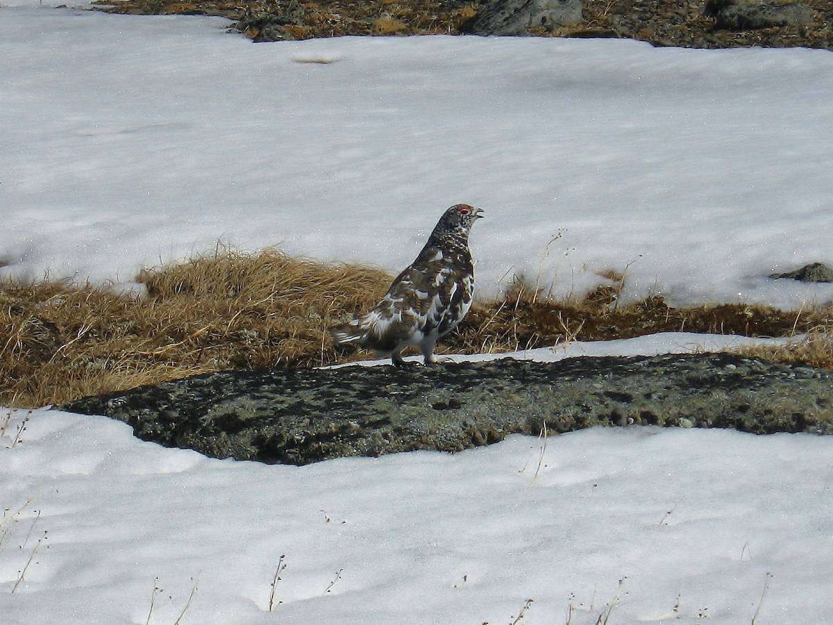 White-tailed Ptarmigan - ML646585336
