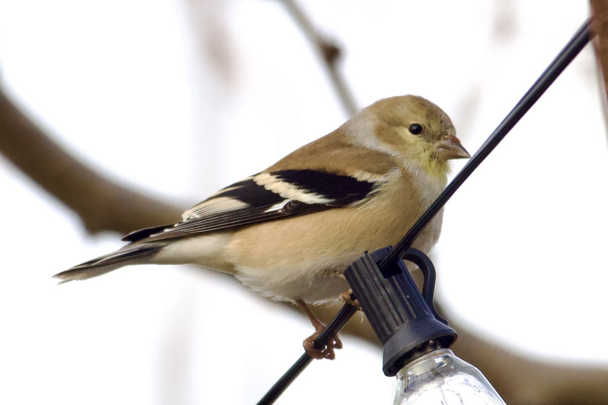 American Goldfinch - ML646585337