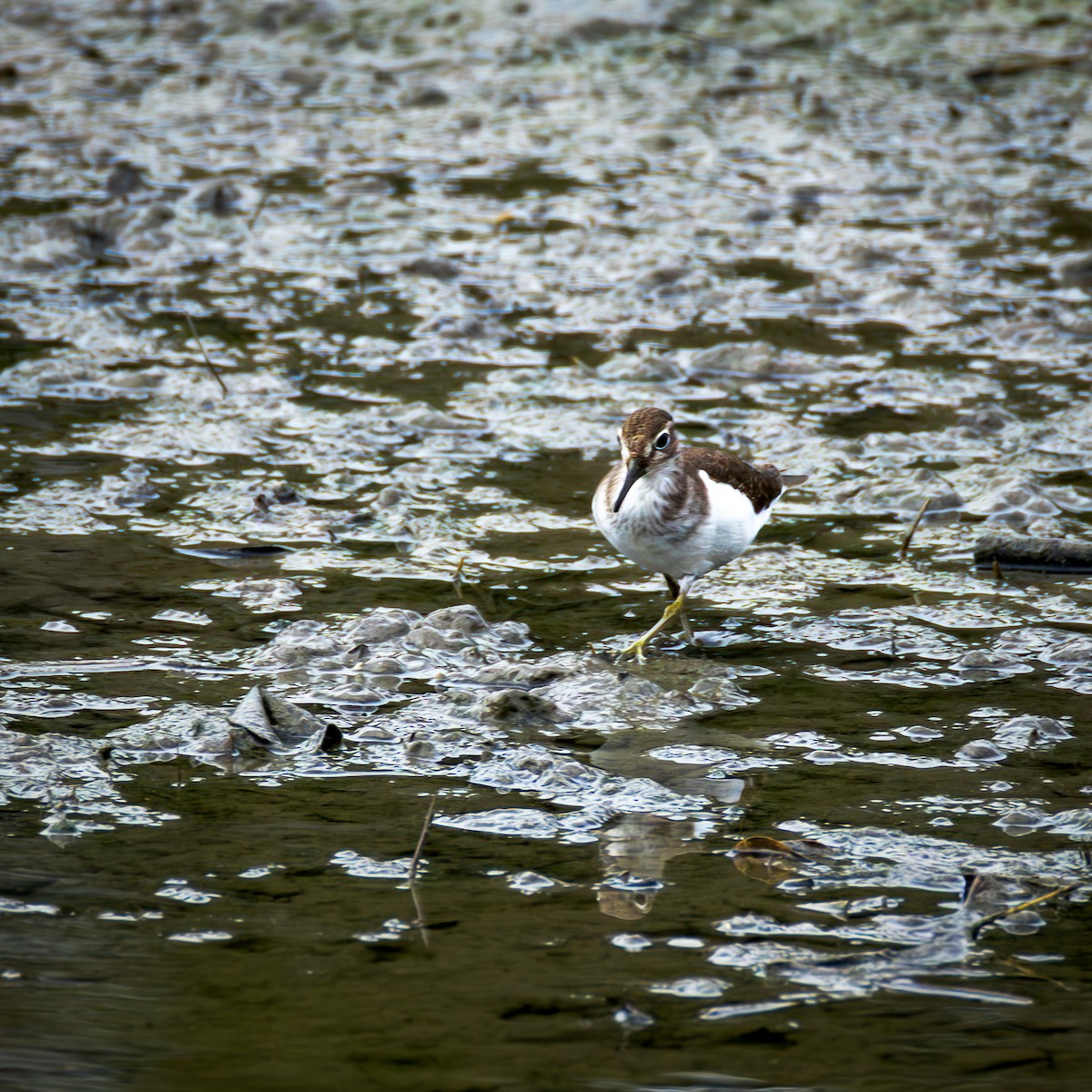 Common Sandpiper - ML646585338