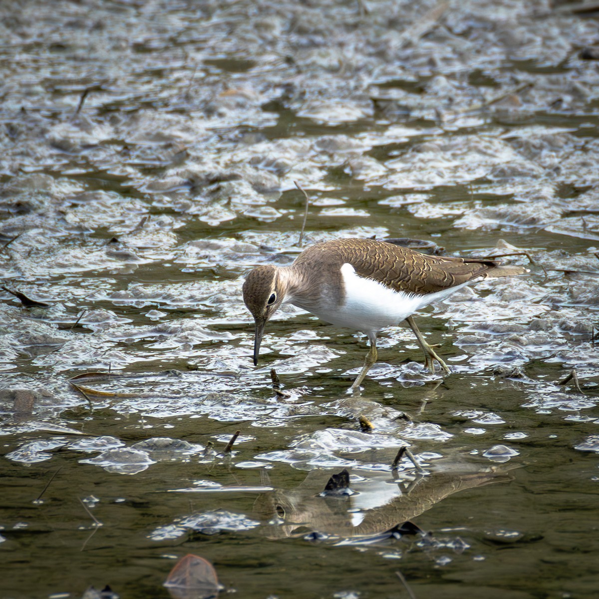 Common Sandpiper - ML646585339